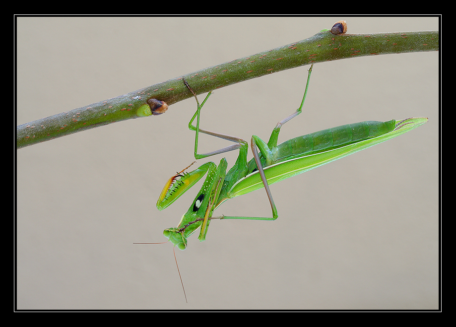 Incontro inatteso (Mantide religiosa)
