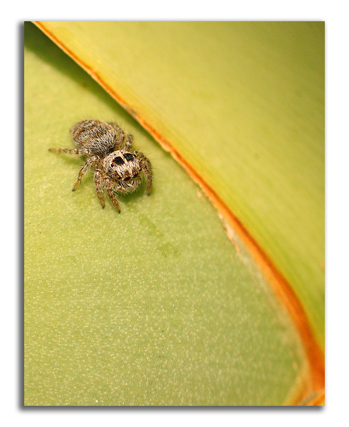 Little Jumping Spider