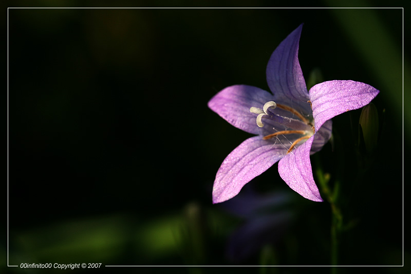 :: Un soffio di luce...