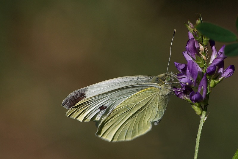 Pare (dico pare) Pieris napi