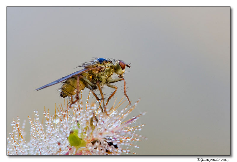 sopra la rugiada (stercoraria)