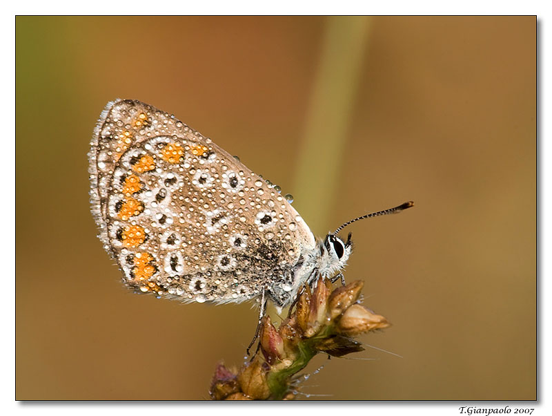 aspettando il sole (licenide)