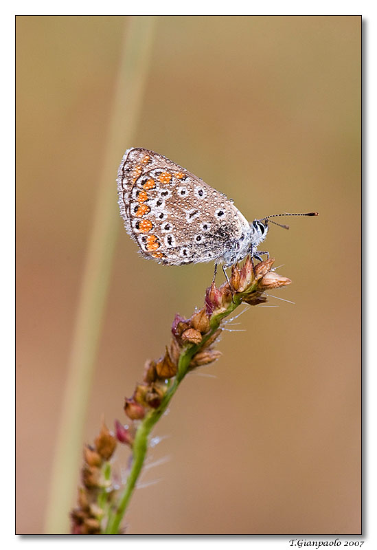 voglia di volare (licenide)