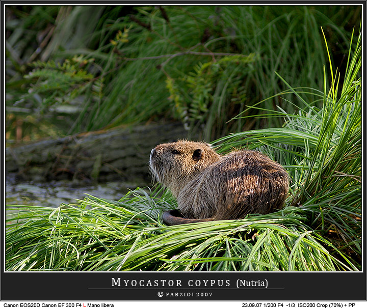 Immerso... nel verde!