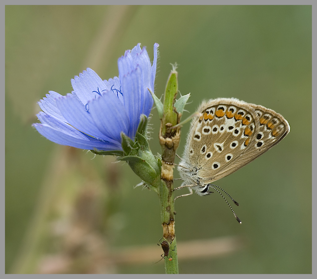 Il licenide e il suo amichetto
