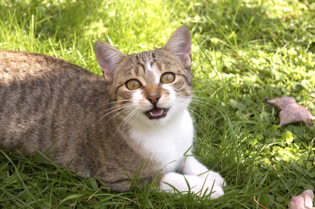 Bianchina che parla!