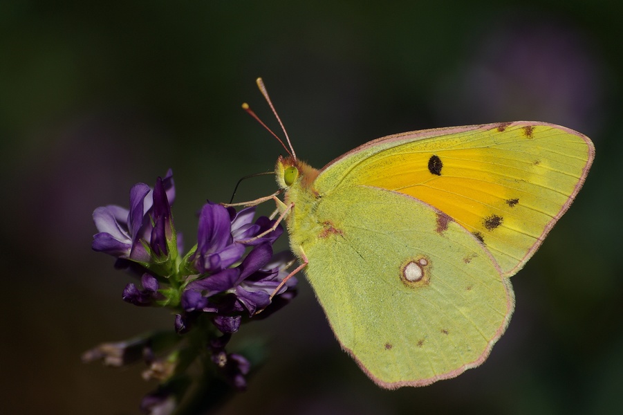 colias crocea :-O