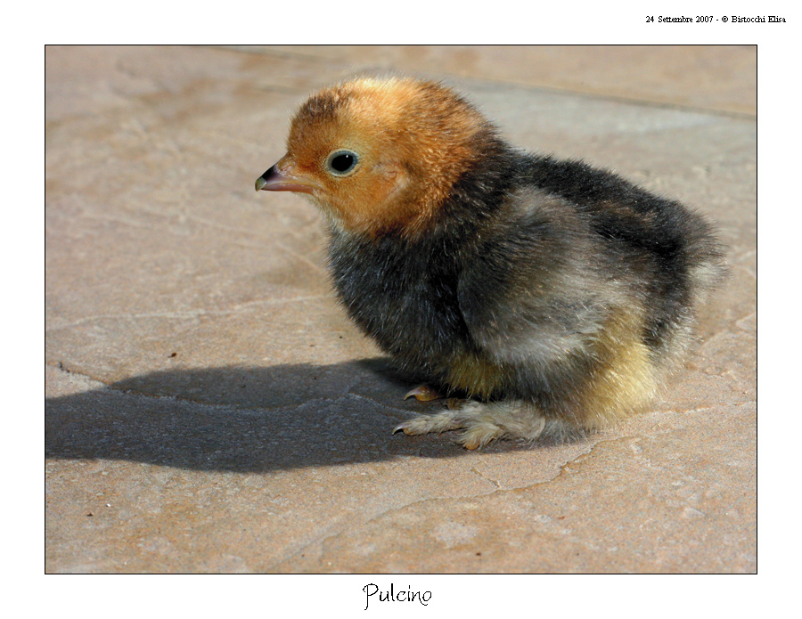Pulcino