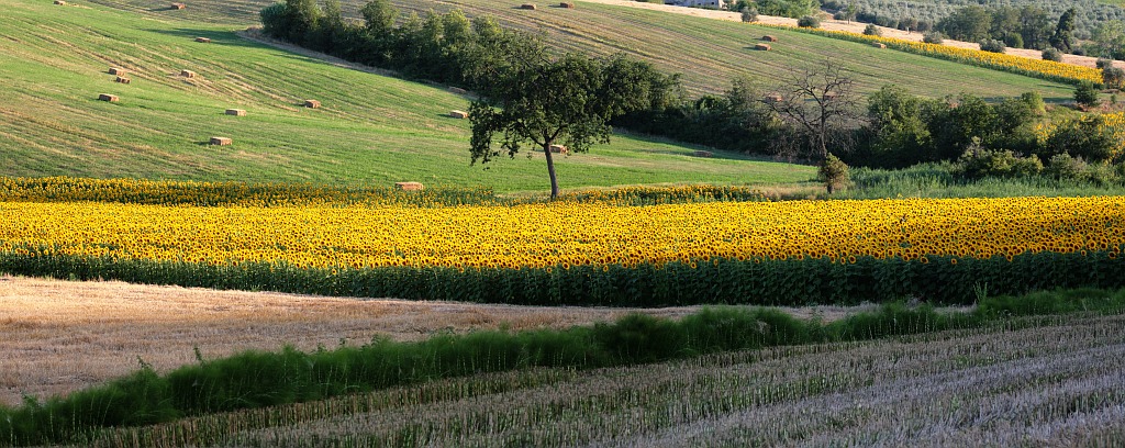 Campagna e girasoli