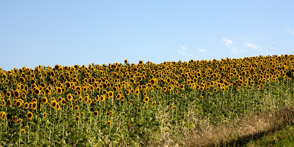girasoli