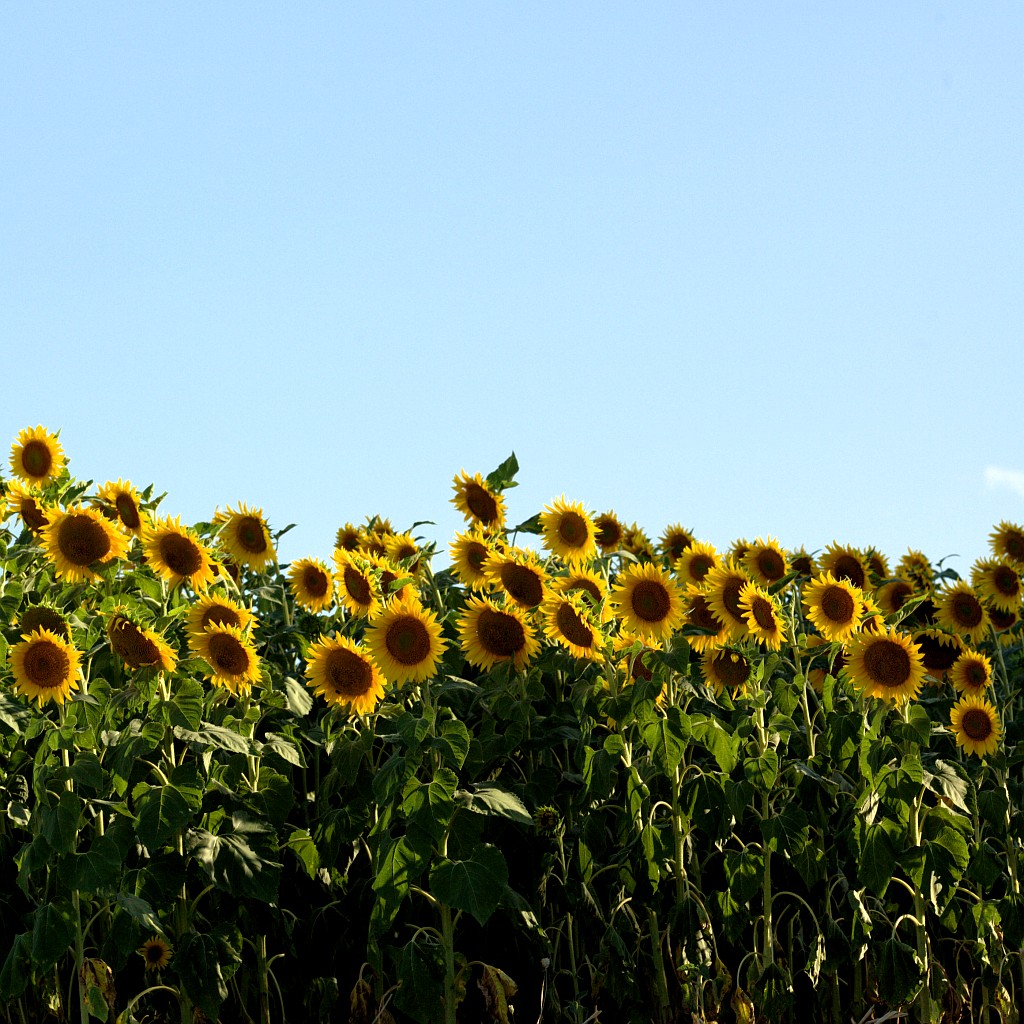 girasoli