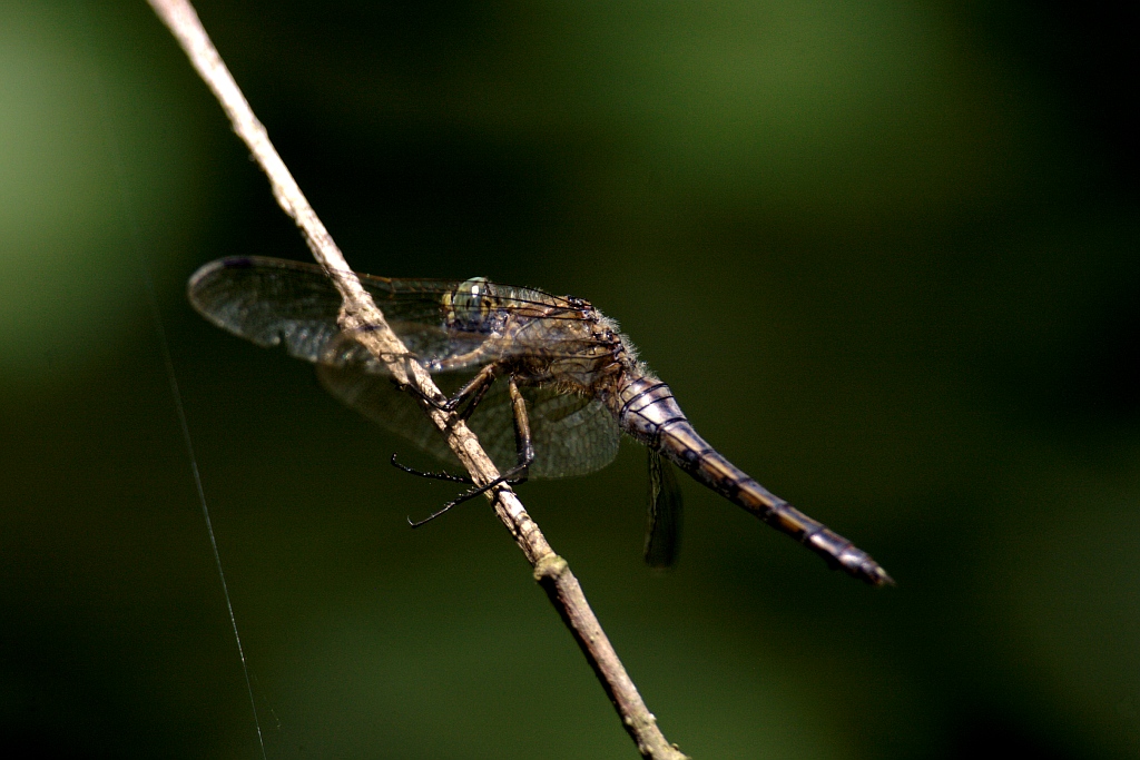 Sguardo da predatore