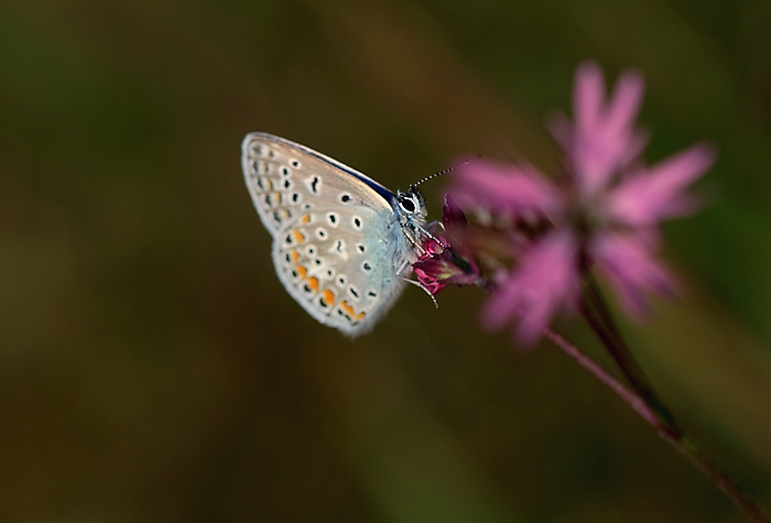 Impressione di un licenide