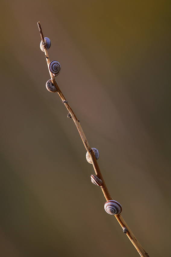 Il rametto dei lumachini