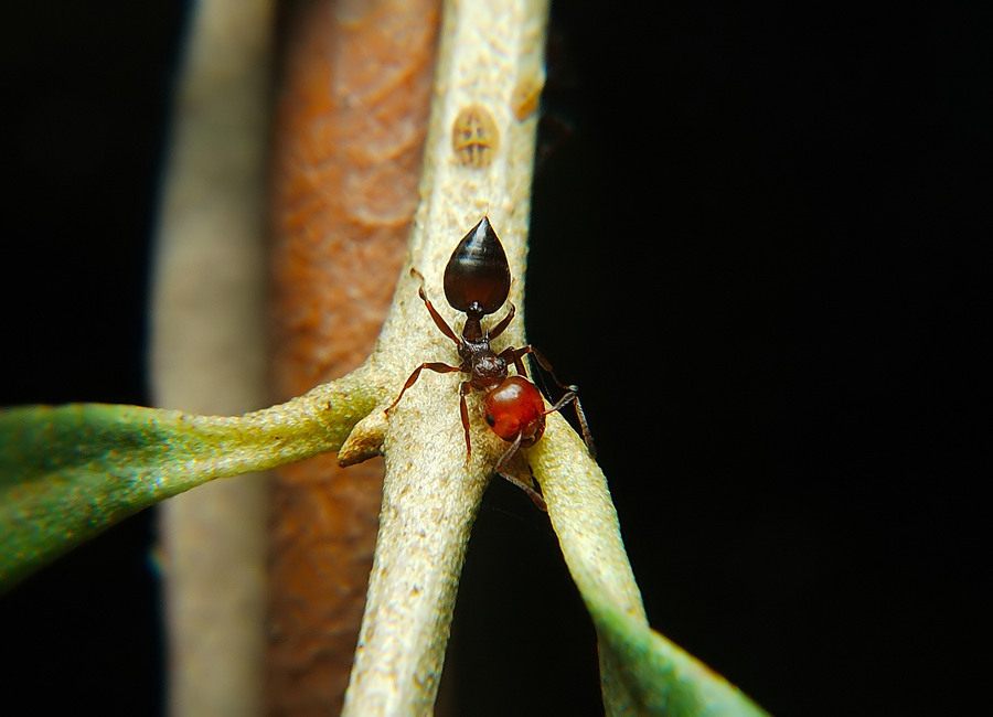 una gran lavoratrice...
