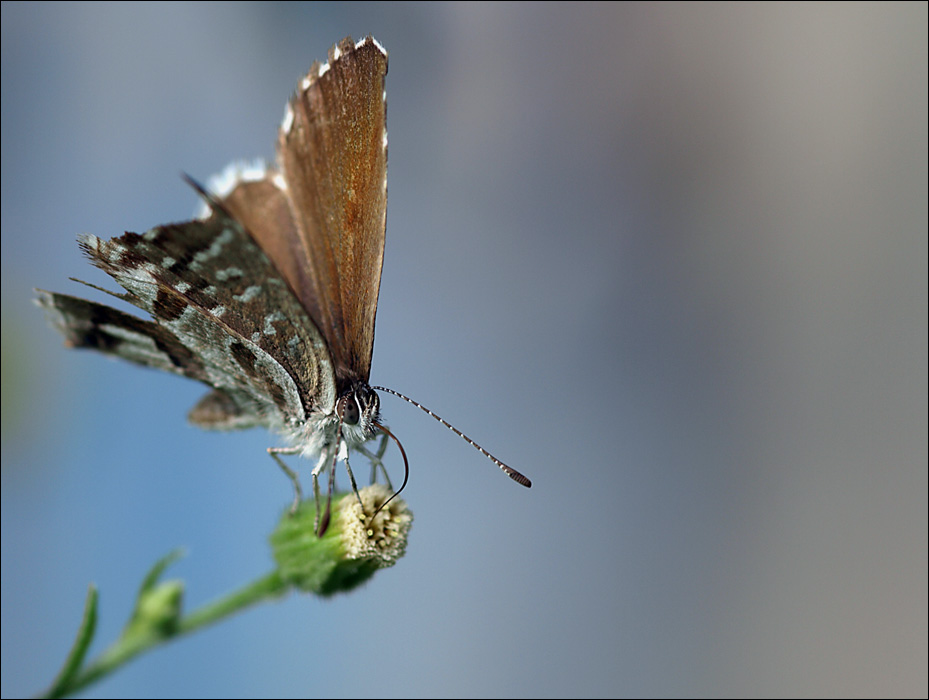 prima prova OLYMPUS E-510