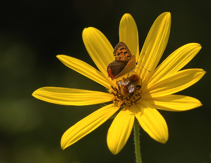 Vuoi mettere lo sballo, essere in 2 sul giallo?
