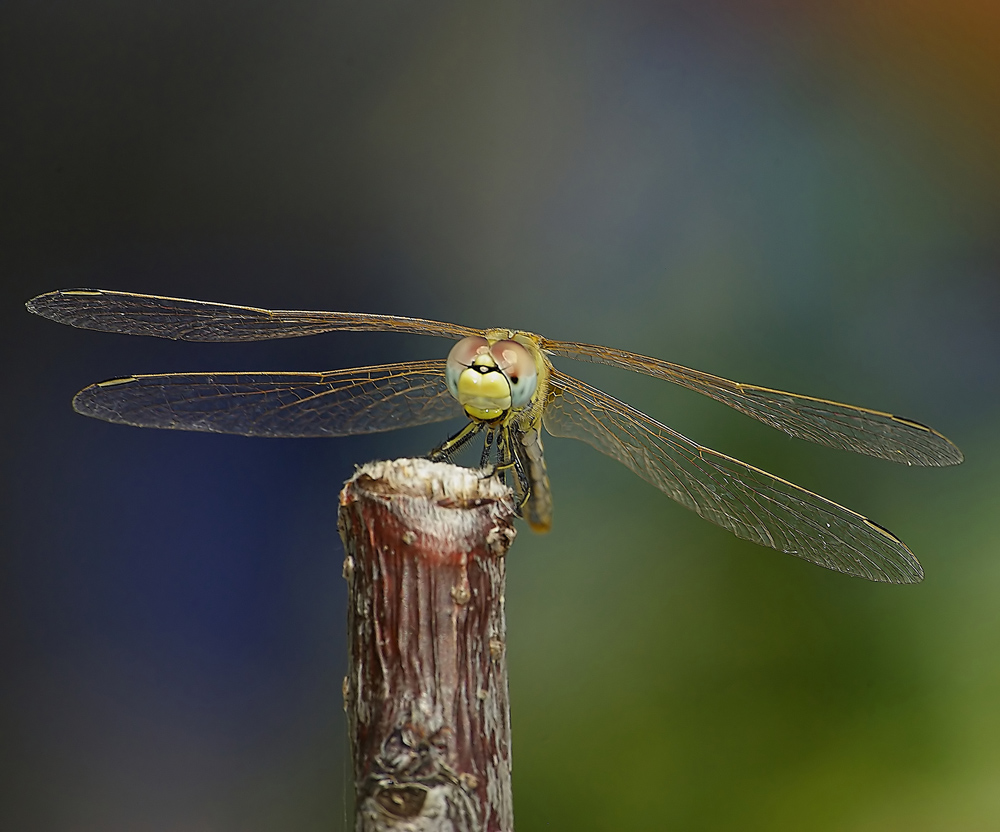 libellula