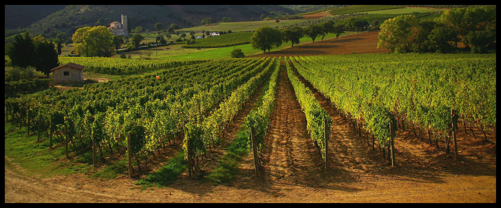 vigneto