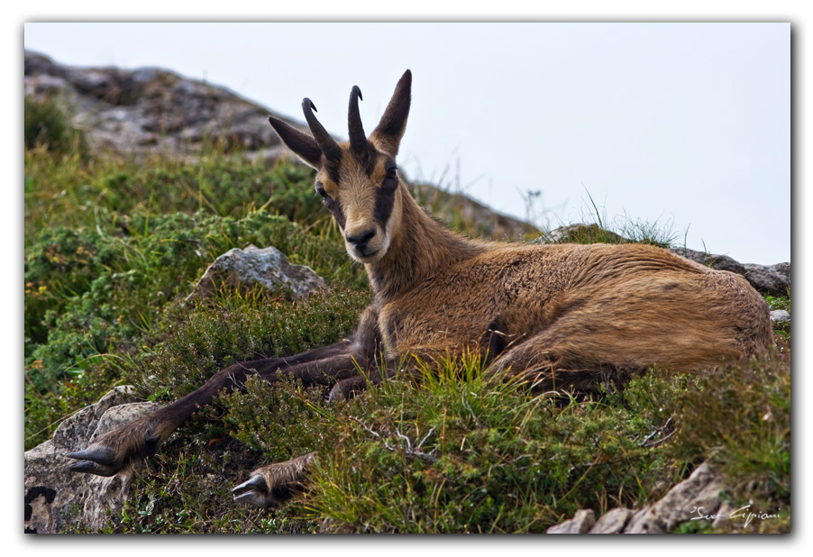 Camoscio maschio (no crop)