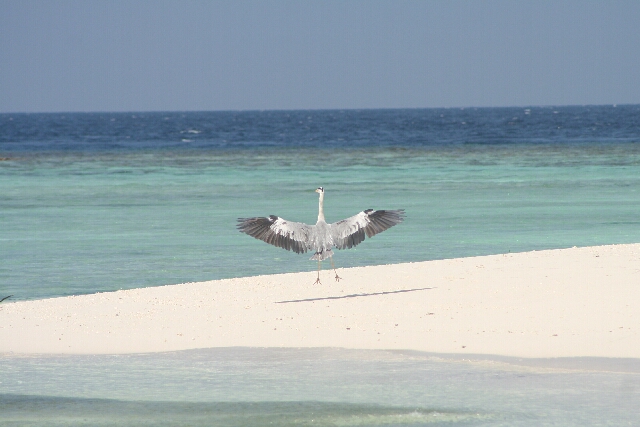 Airone alle Maldive