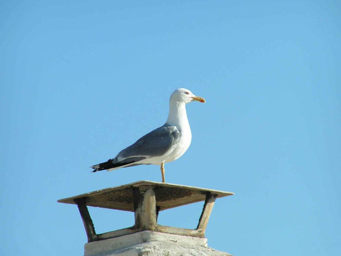 comignolo di gabbiano