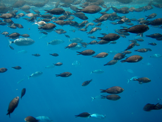 Nuotando tra le castagnole