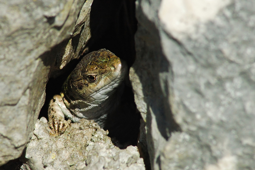 tirannosaurus rex "in miniatura"