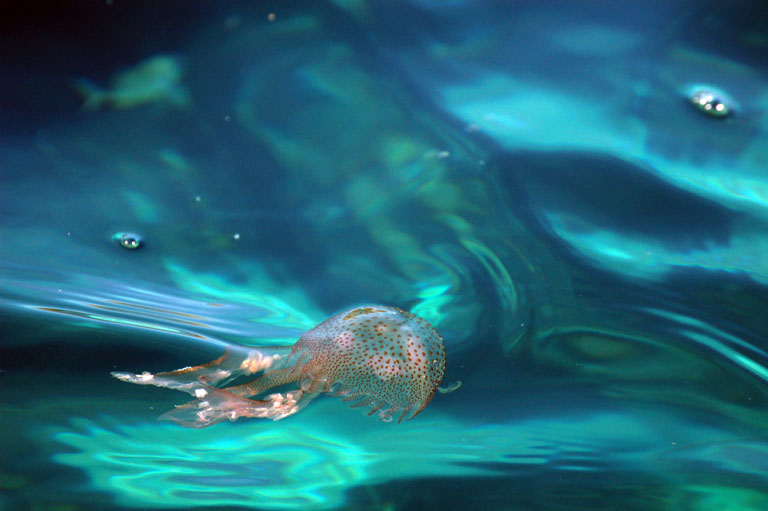 Medusa in superficie