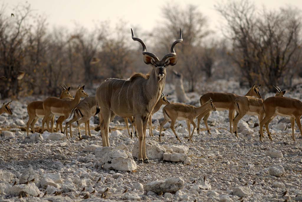 Namibia - Kudu