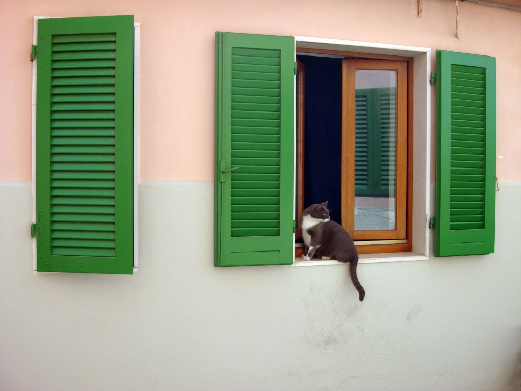 Gatto e colori