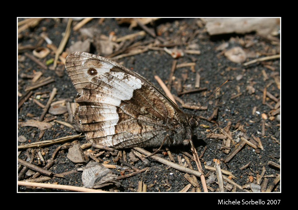 farfalla mimetica...etnensis!