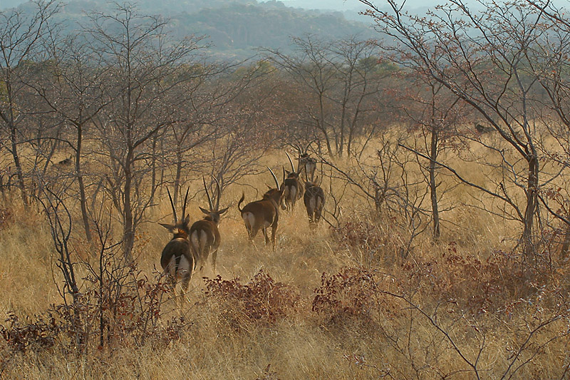 in fila nella savana