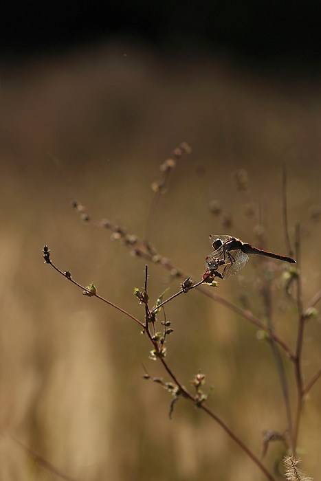 giorno che brucia nella notte senza luna