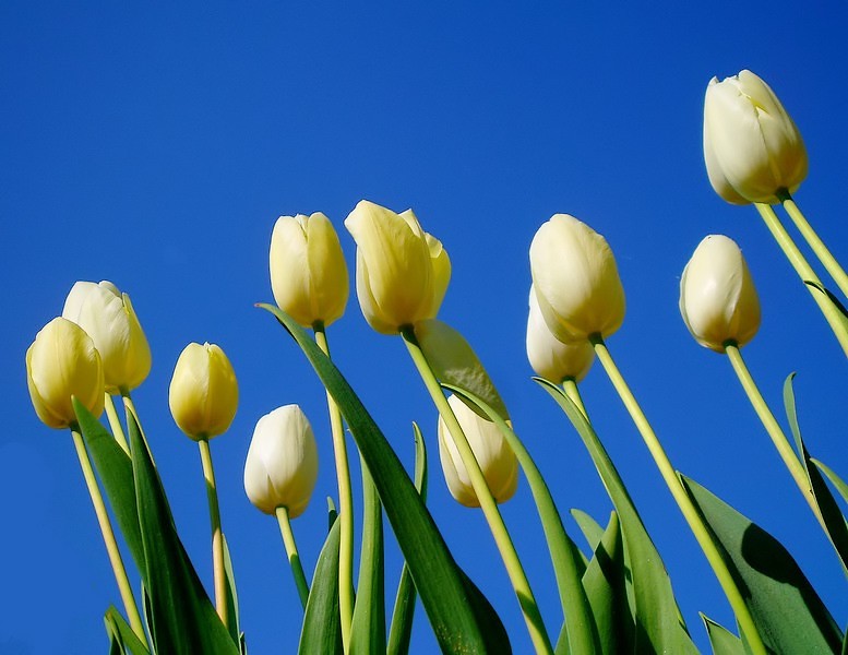 Tulipani