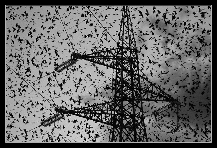 tornano, a migliaia tornano, la sera