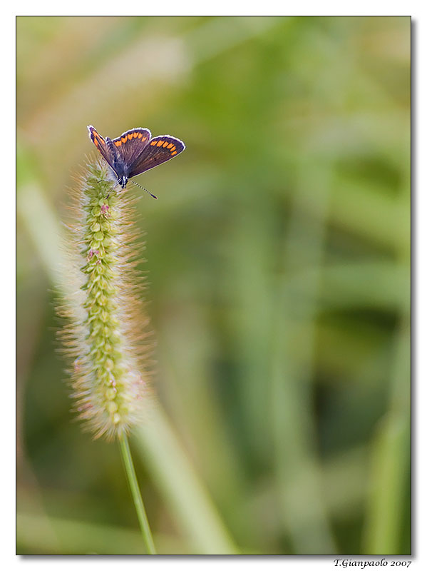 sulla spiga(licenide)