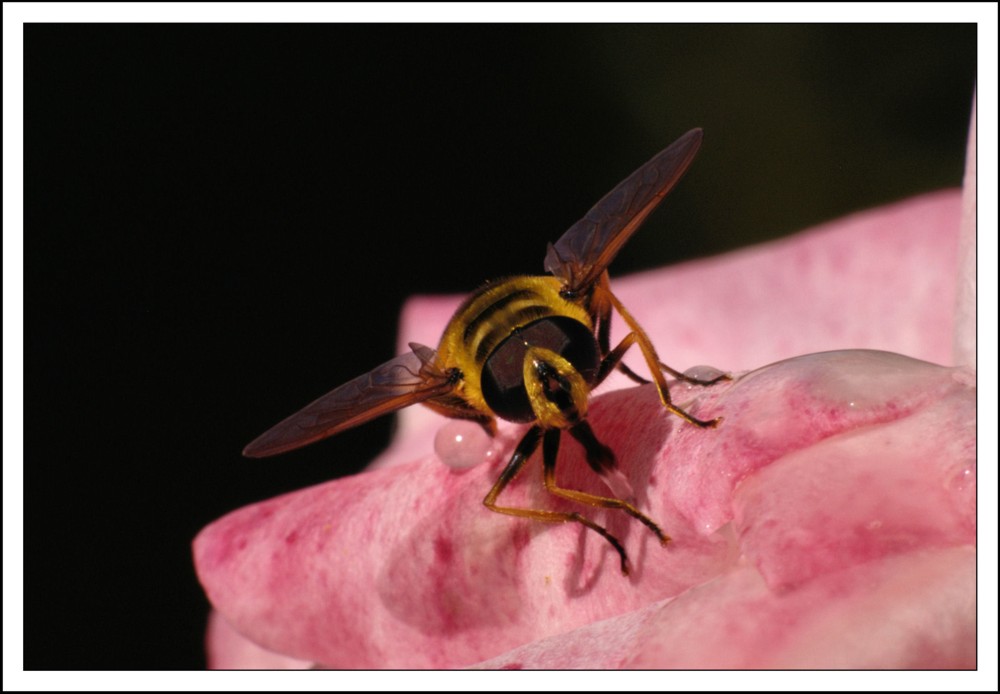 Non mi guardare cos�...!