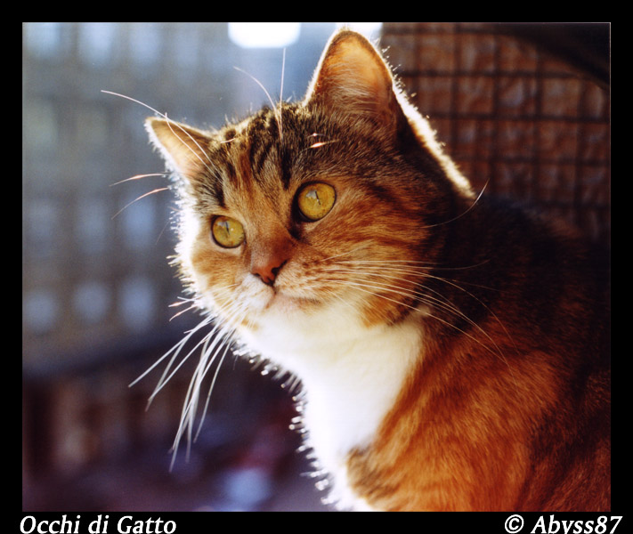 Occhi di Gatto