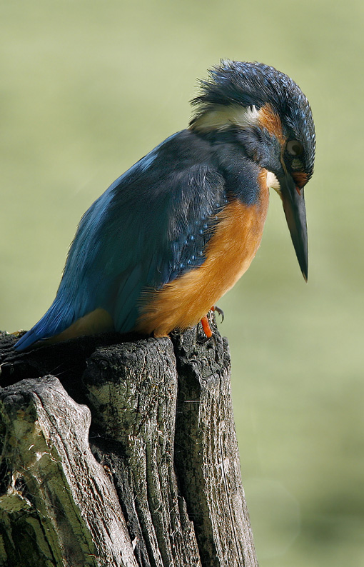 Renzo-Mdi nuovo Mmmmmmmmmmmm