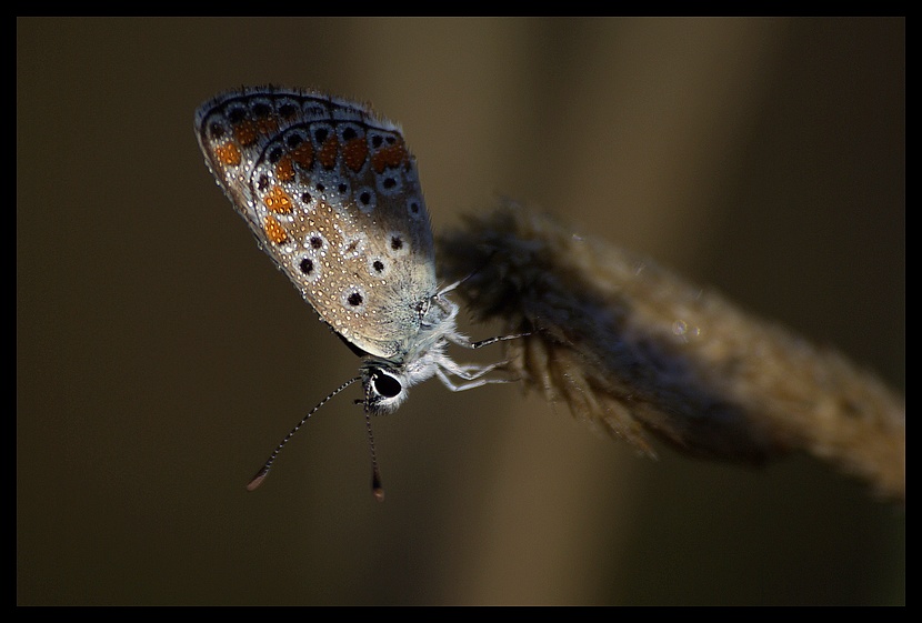 Fresca fresca (in tutti i sensi)