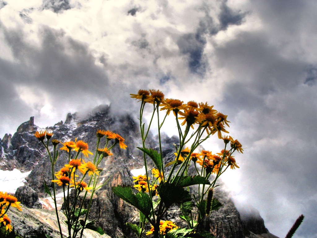 Fiori del Cimon della Pala