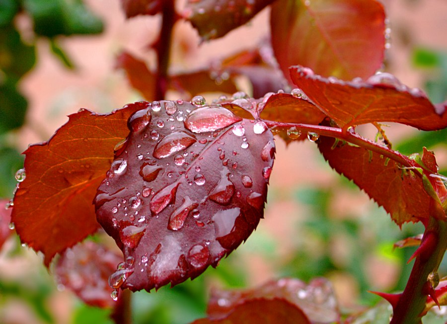 Prima pioggia d'autunno
