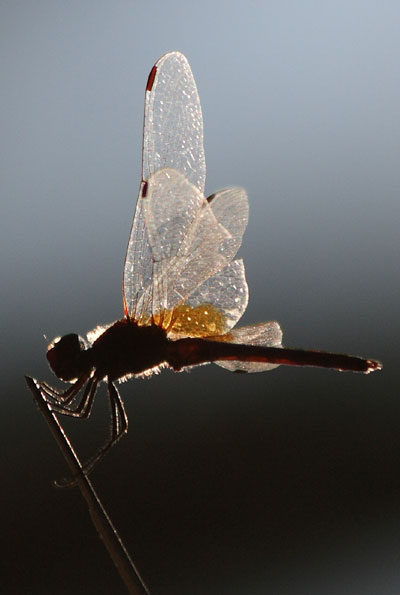 llibellula controluce