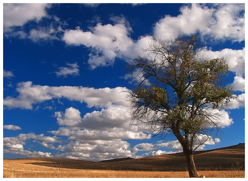 ......the lonely tree.....