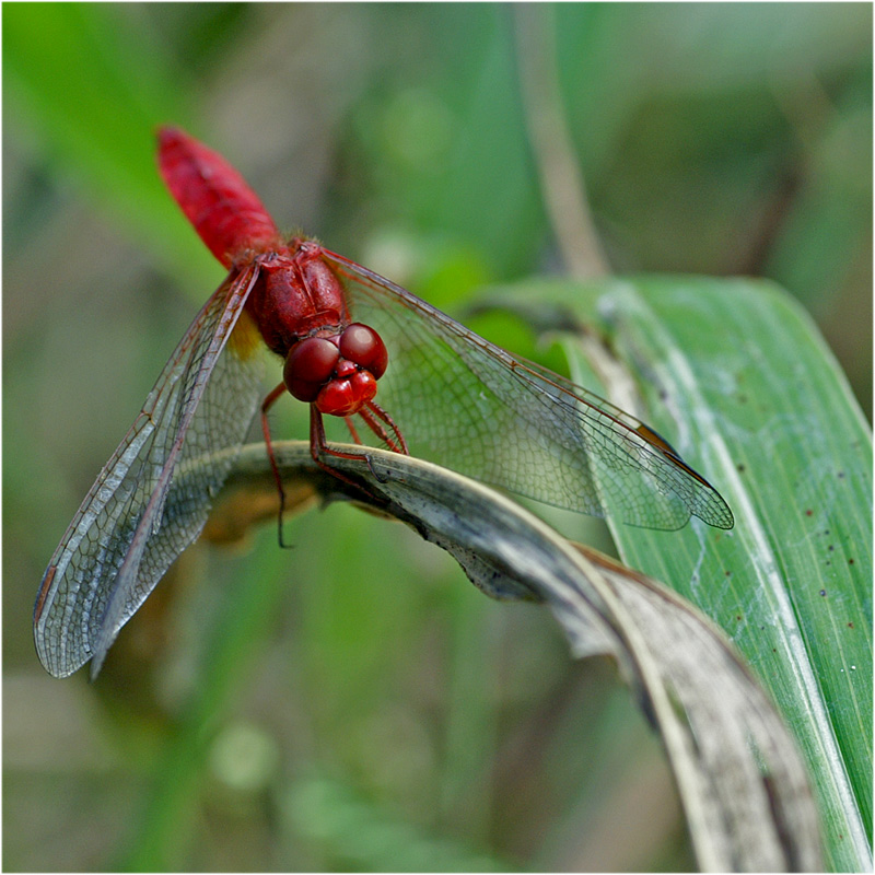 libellula rossa