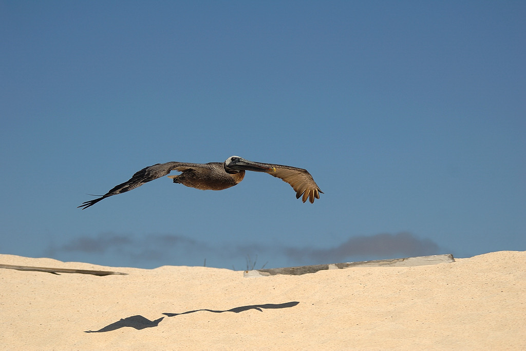 Pellicano Planante :-)