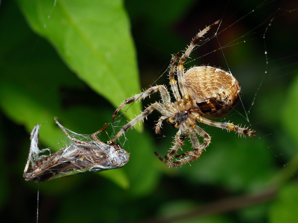 Spider and Grasshopper..:(