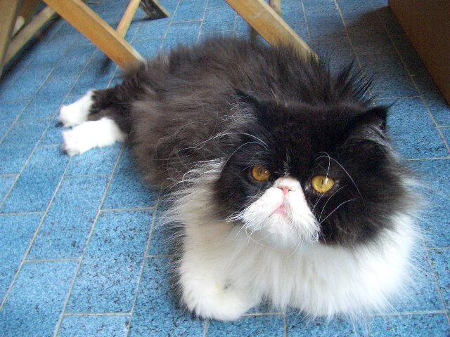 il suo nome � : tom