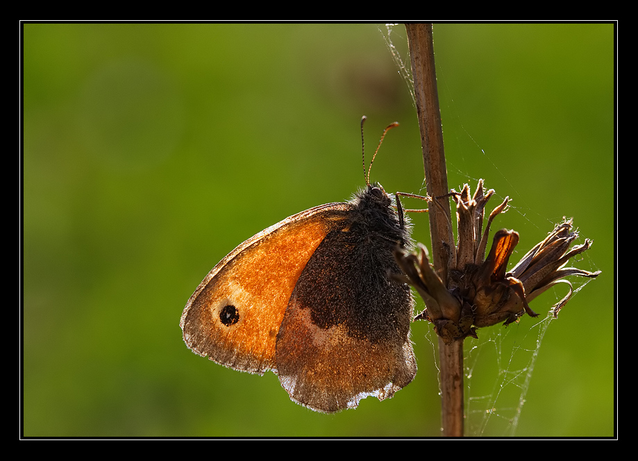 controluce (Coenonympha pamphilus)